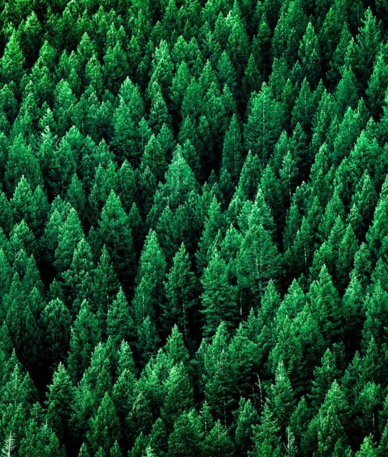 Forest of evergreen trees